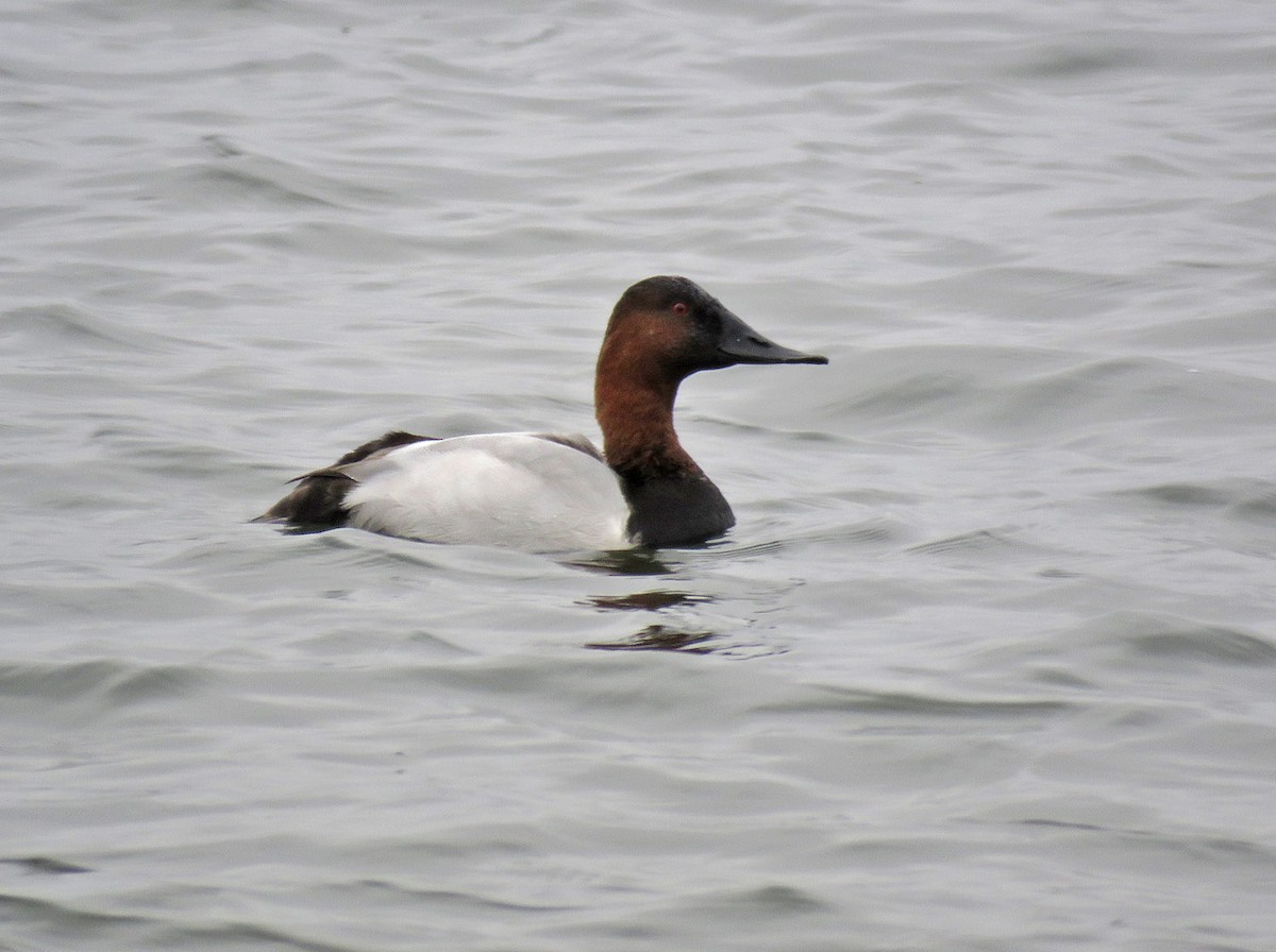 Canvasback - Thomas Schultz