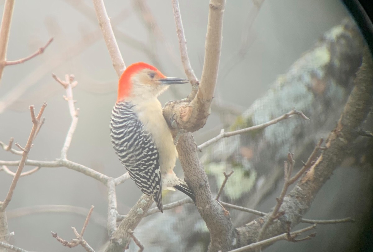 Red-bellied Woodpecker - ML510424781