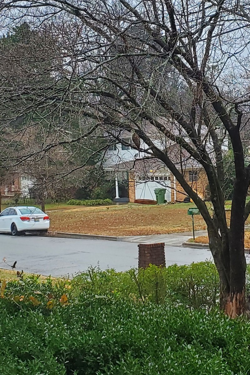 Red-shouldered Hawk - ML510425051