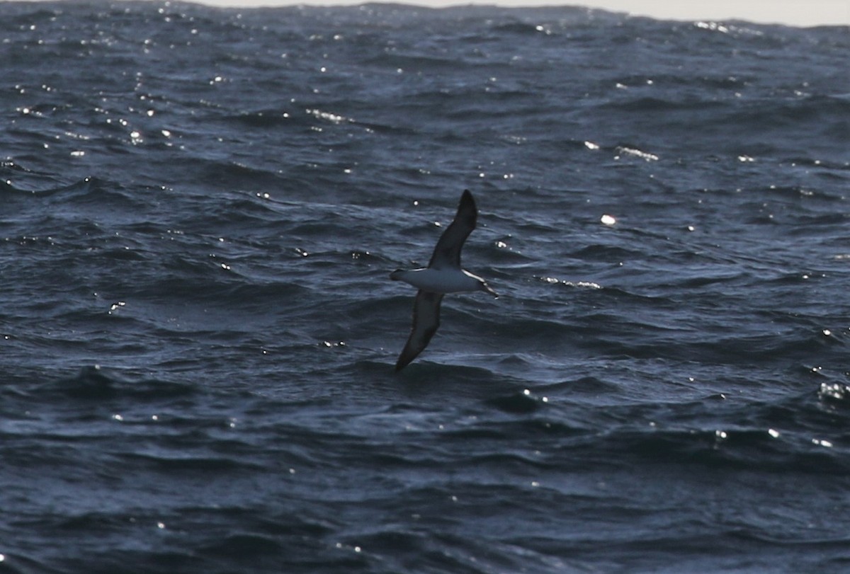 Laysan Albatross - ML510425931