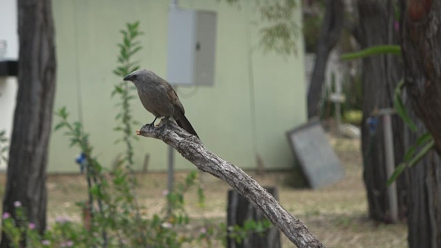 Apostlebird - ML510428871