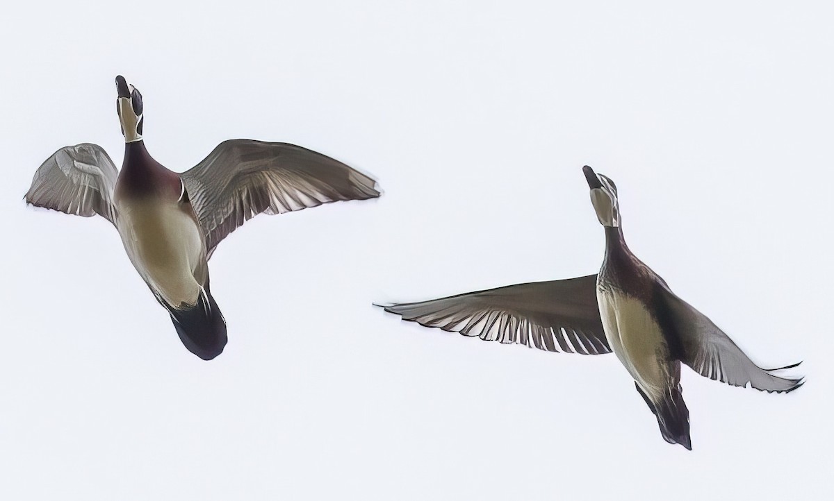 Wood Duck - ML510431101