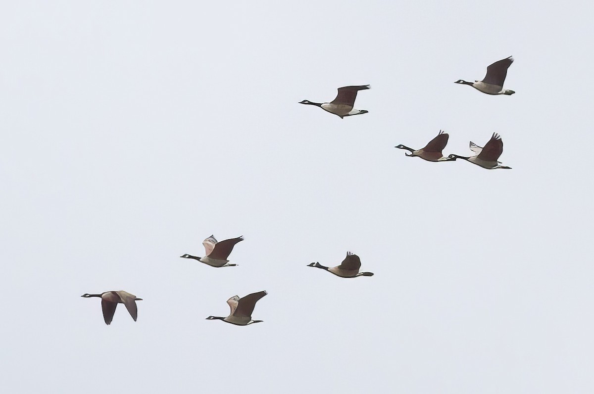 Canada Goose - ML510431141