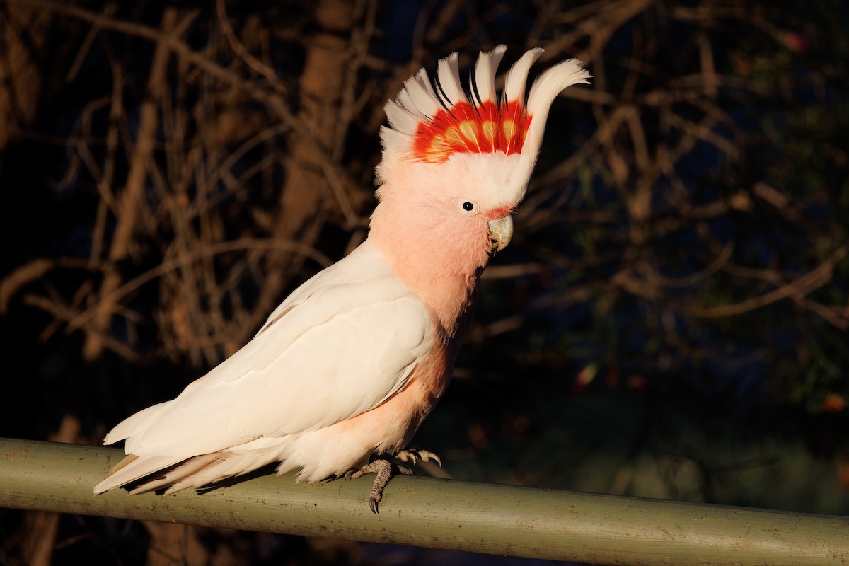 Pink Cockatoo - Robert Lewis