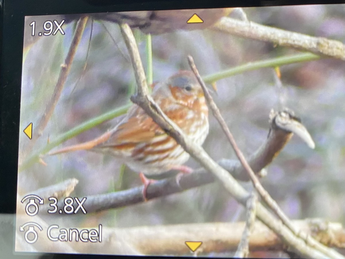 Fox Sparrow - ML510432181