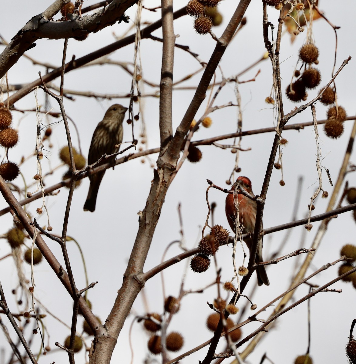 House Finch - ML510432231