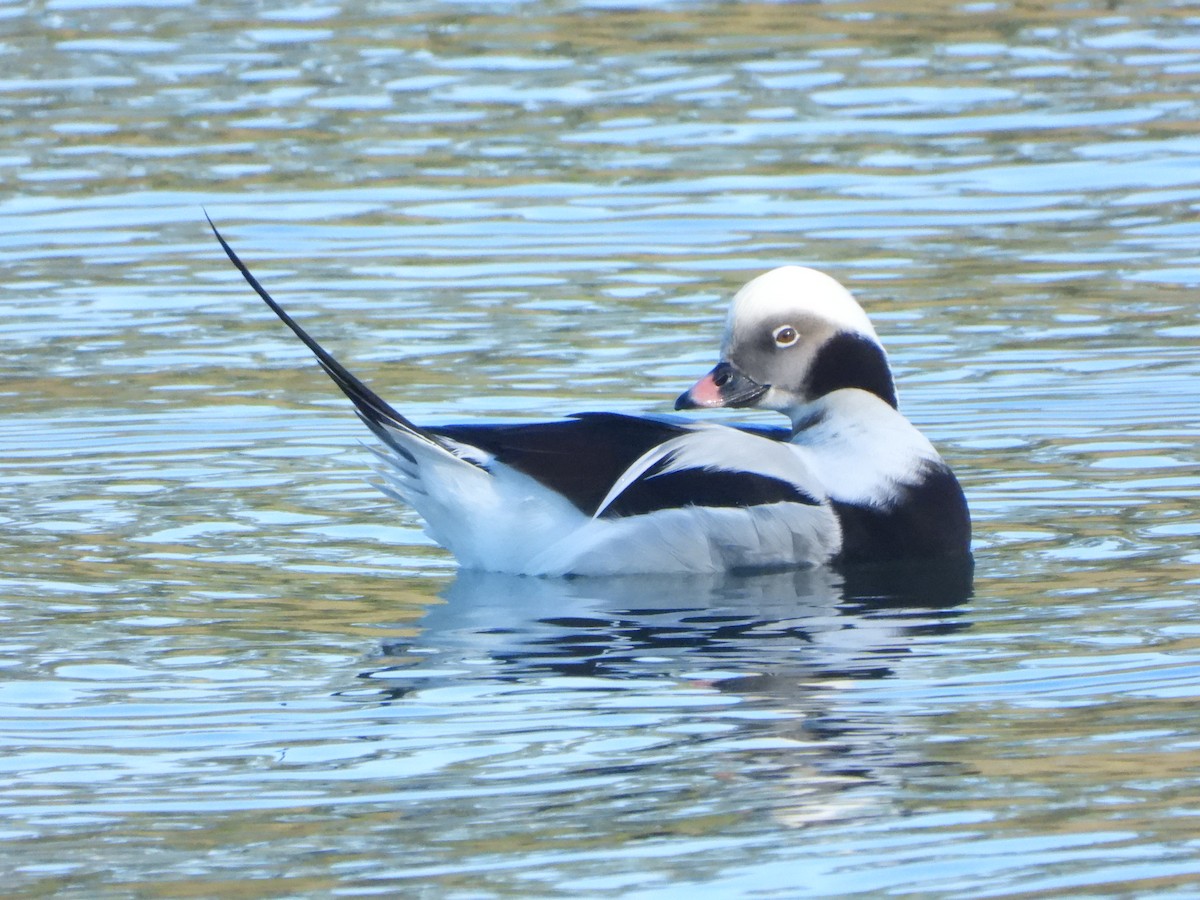 Long-tailed Duck - Ignacio Aparicio