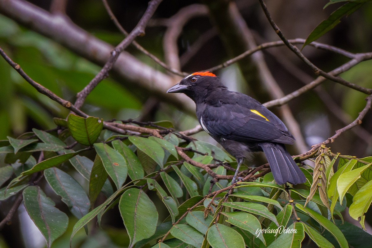 Scarlet-browed Tanager - ML510434611