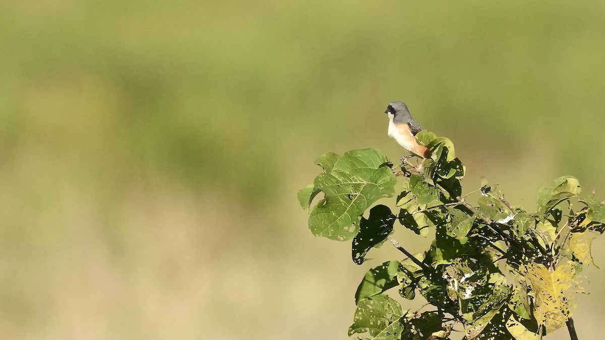 Gray-backed Shrike - ML510435051