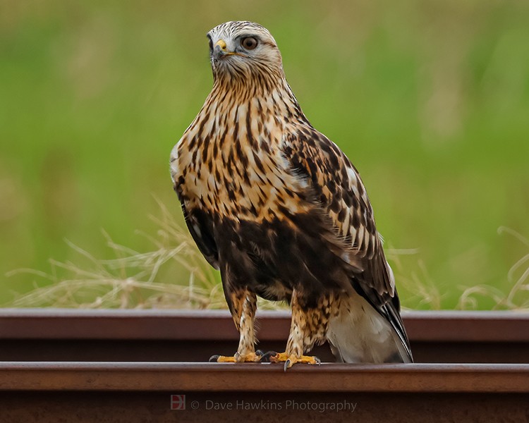 Rough-legged Hawk - ML510435731