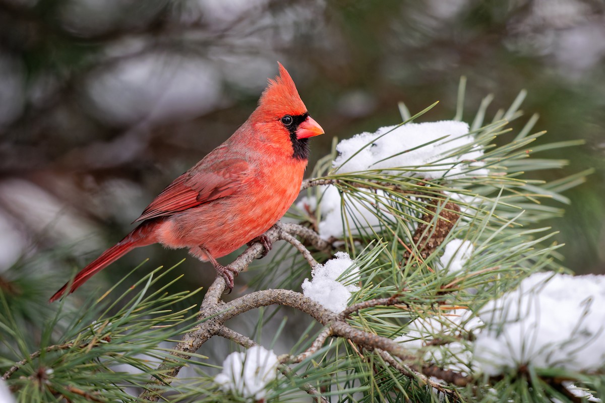 Northern Cardinal - ML510436191