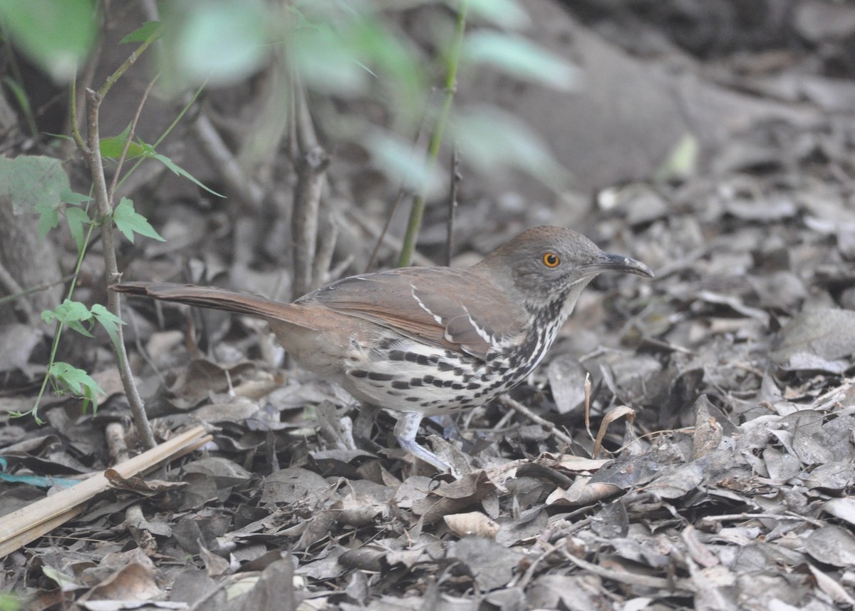 Long-billed Thrasher - ML510437751