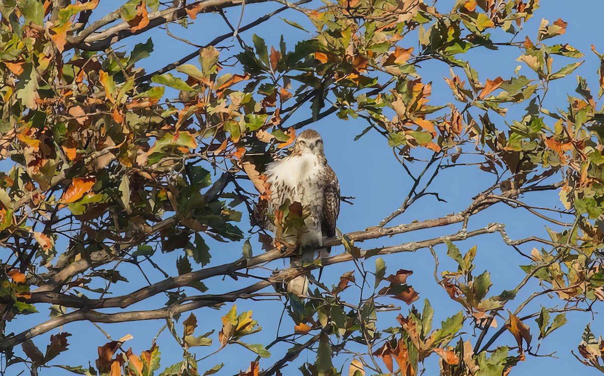 Rotschulterbussard - ML510437811