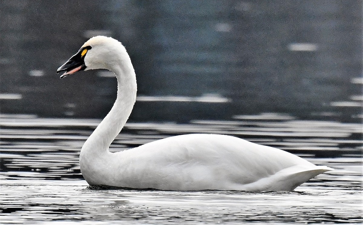 Cygne siffleur - ML510438511