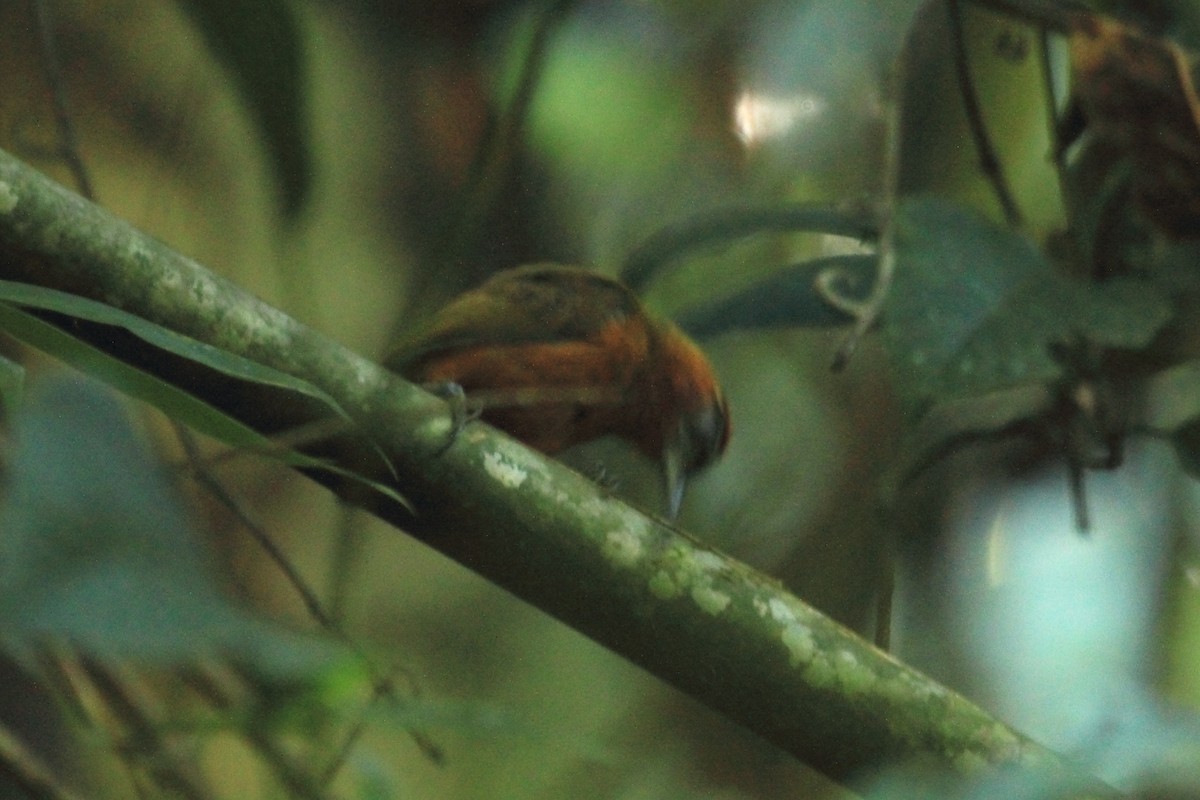 Rufous-breasted Piculet - ML510438731