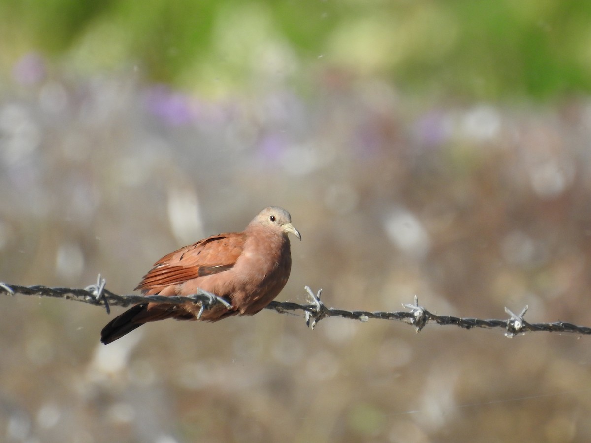 Ruddy Ground Dove - ML510439171