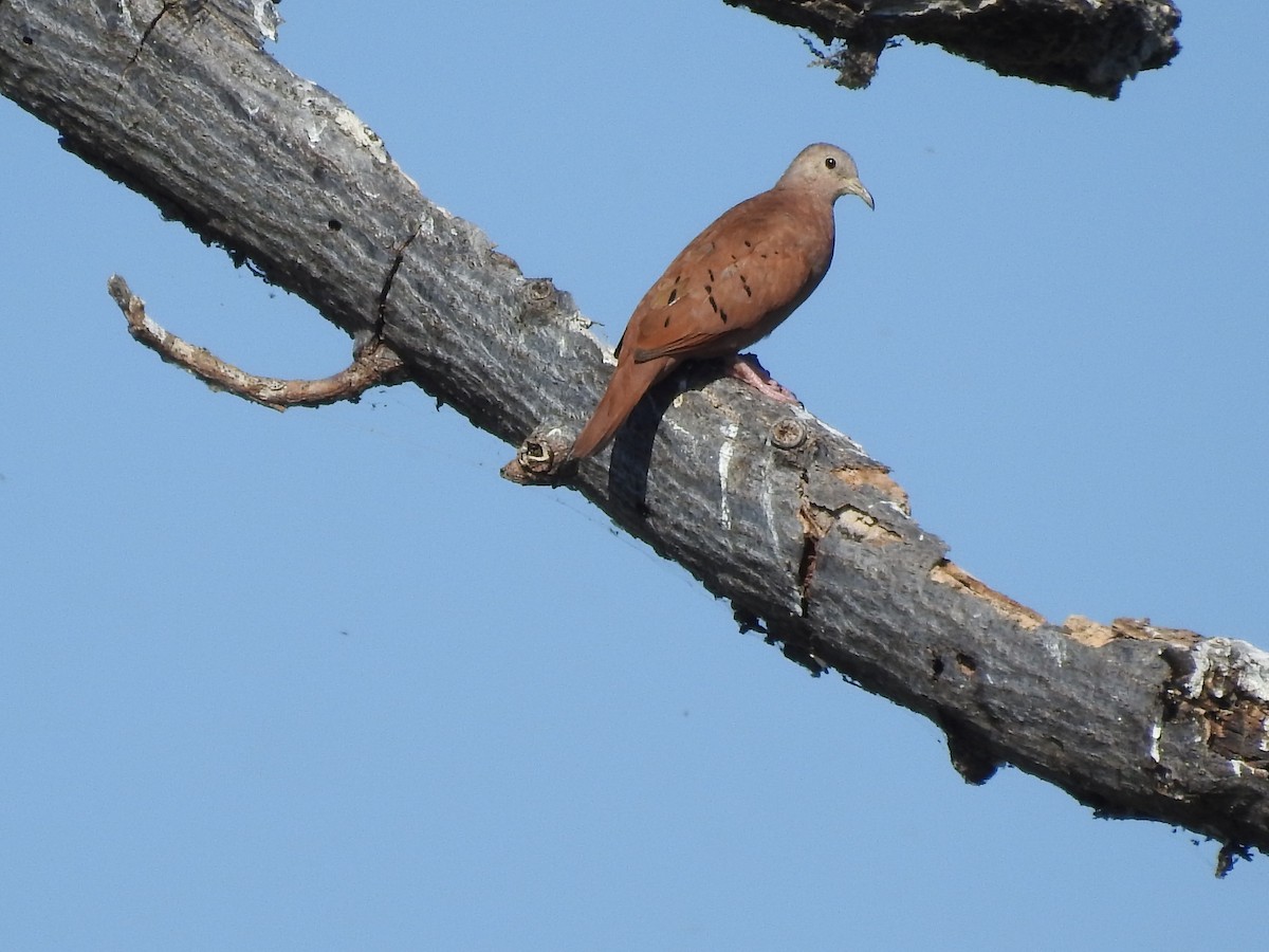 Ruddy Ground Dove - André Sebastián