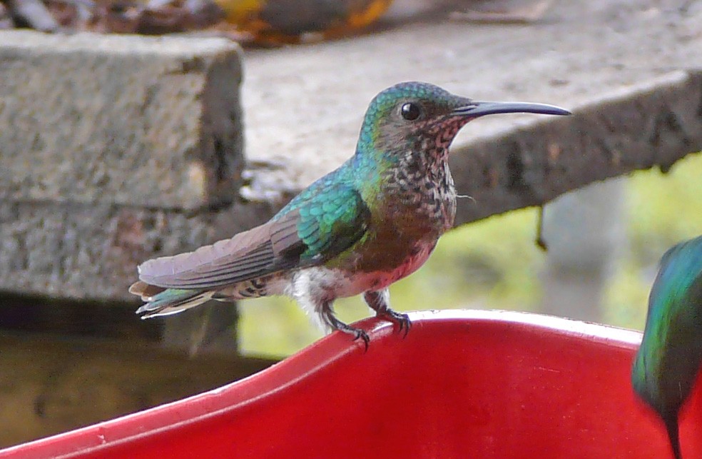kolibřík vidloocasý [skupina fannyae]/(ssp. hypochlora) - ML510439221