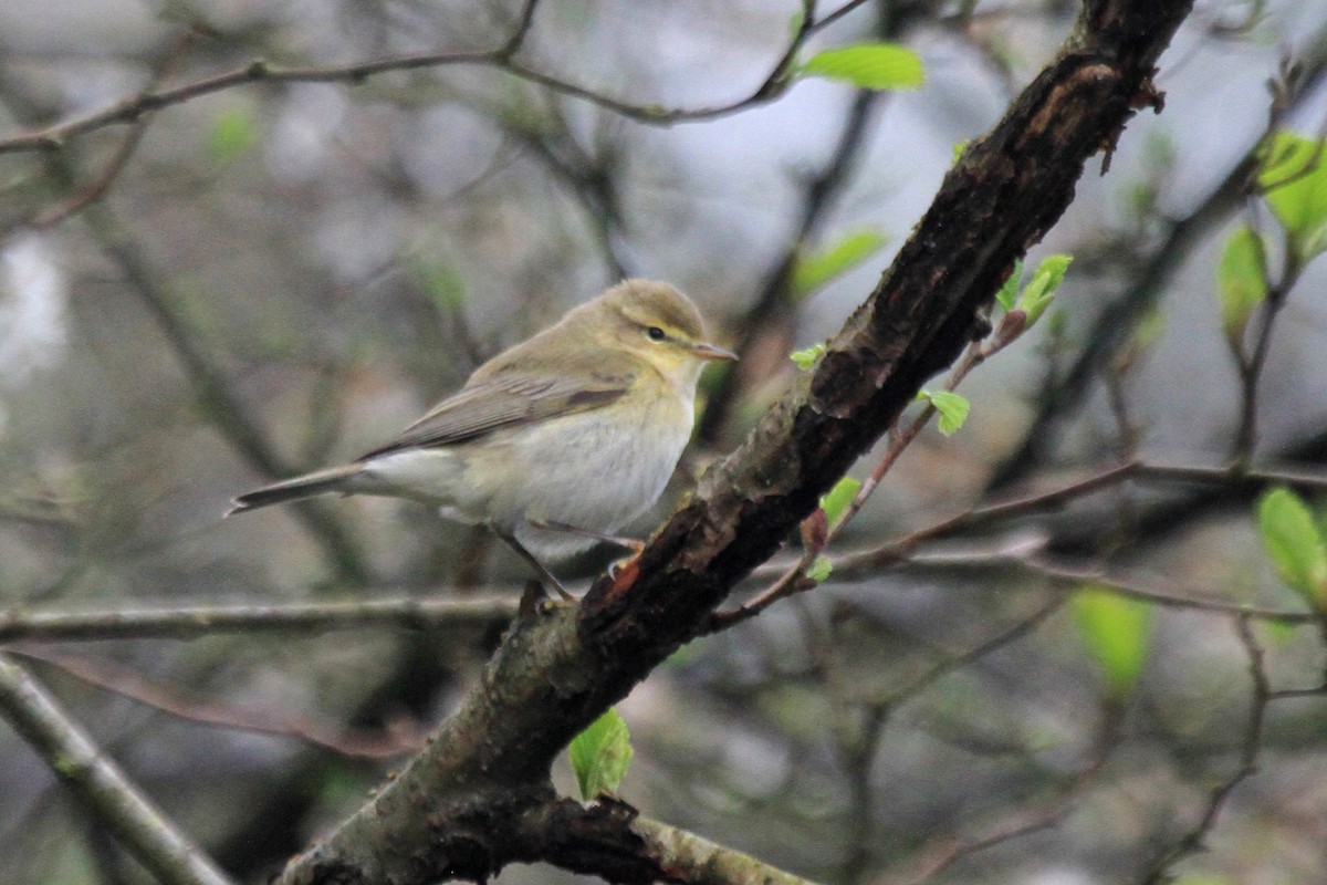 Iberian Chiffchaff - ML510439551