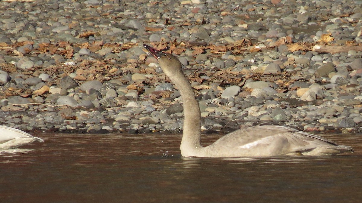 Trumpeter Swan - ML510440151