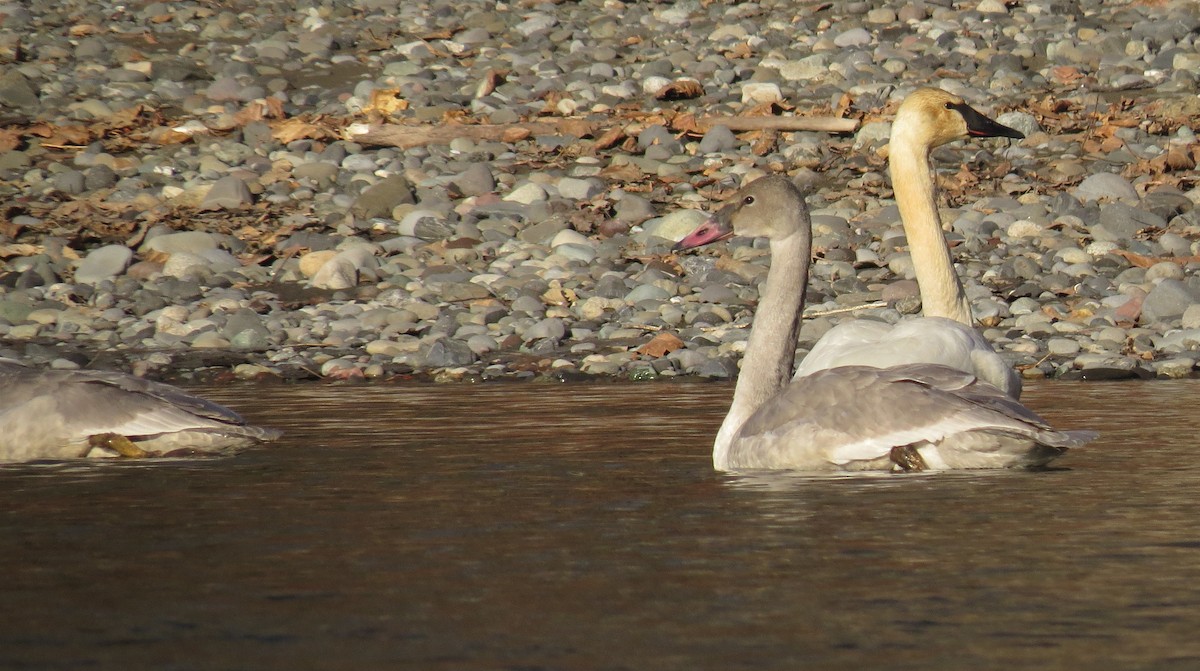 Trumpeter Swan - ML510440161