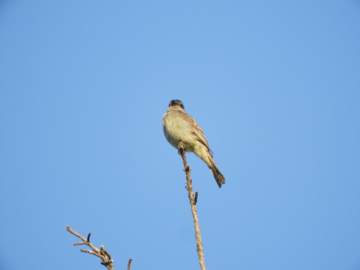 Crowned Slaty Flycatcher - Silvia Enggist