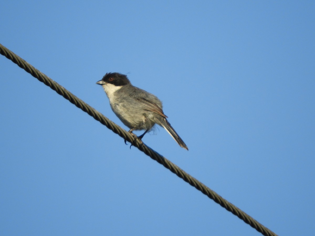 Black-capped Warbling Finch - Silvia Enggist