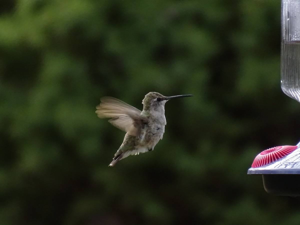 Black-chinned Hummingbird - ML510441161