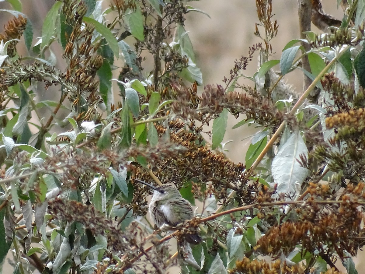 Black-chinned Hummingbird - ML510441171