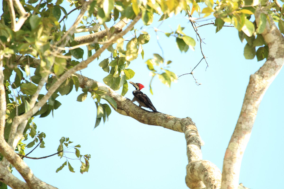 Crimson-crested Woodpecker - ML510441811