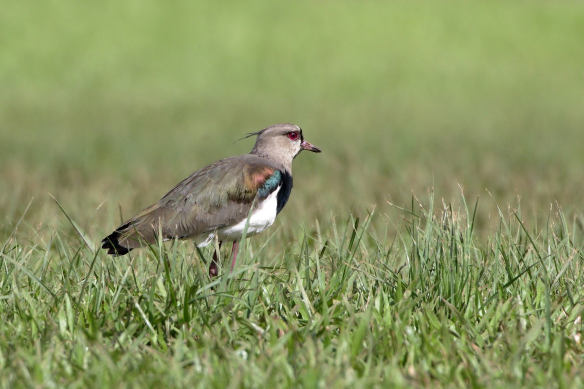 Southern Lapwing - ML510441921