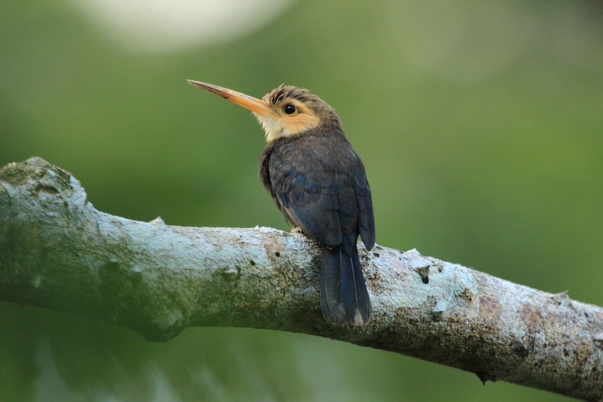 White-throated Jacamar - ML510441931