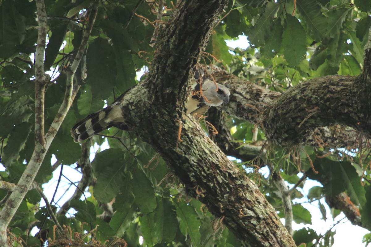 Harpy Eagle - ML510443041