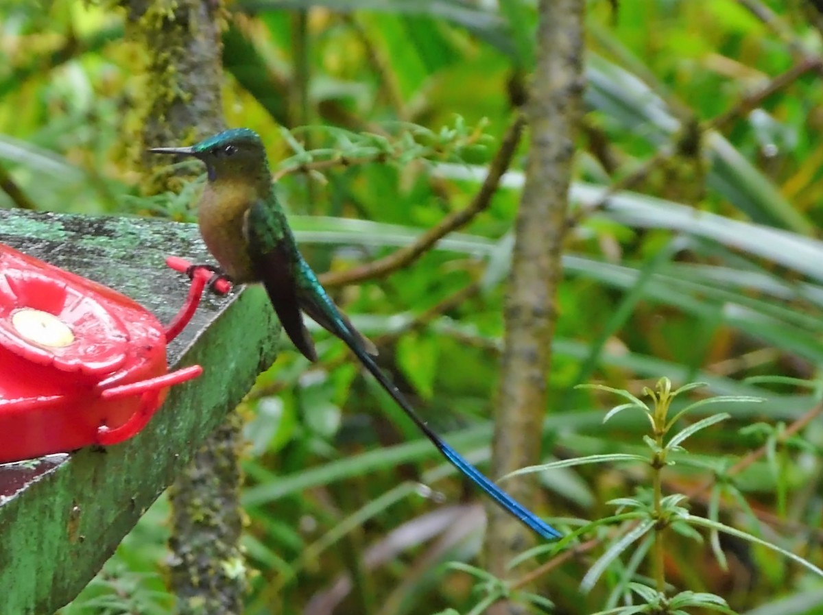 Long-tailed Sylph - Amy McDonald