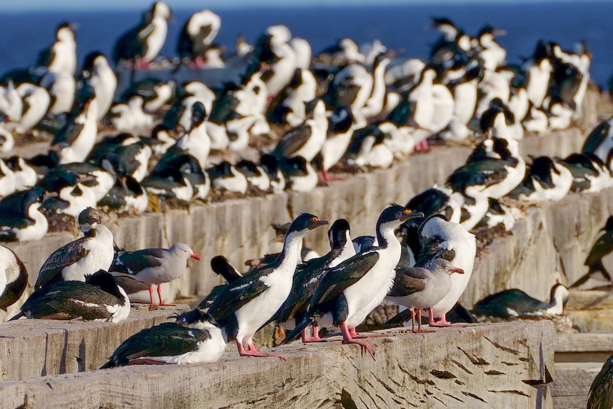 Dolphin Gull - ML510443391