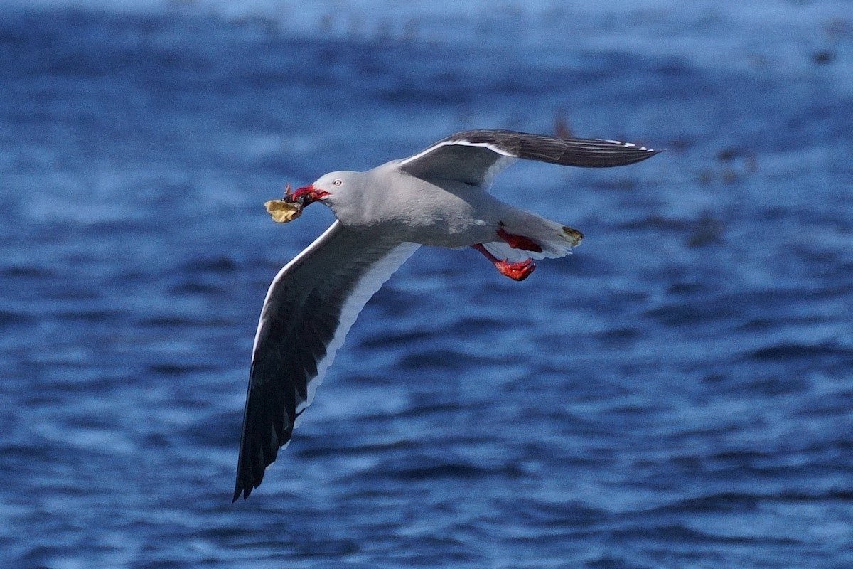 Dolphin Gull - ML510443451