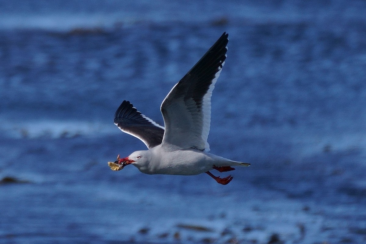 Dolphin Gull - ML510443461