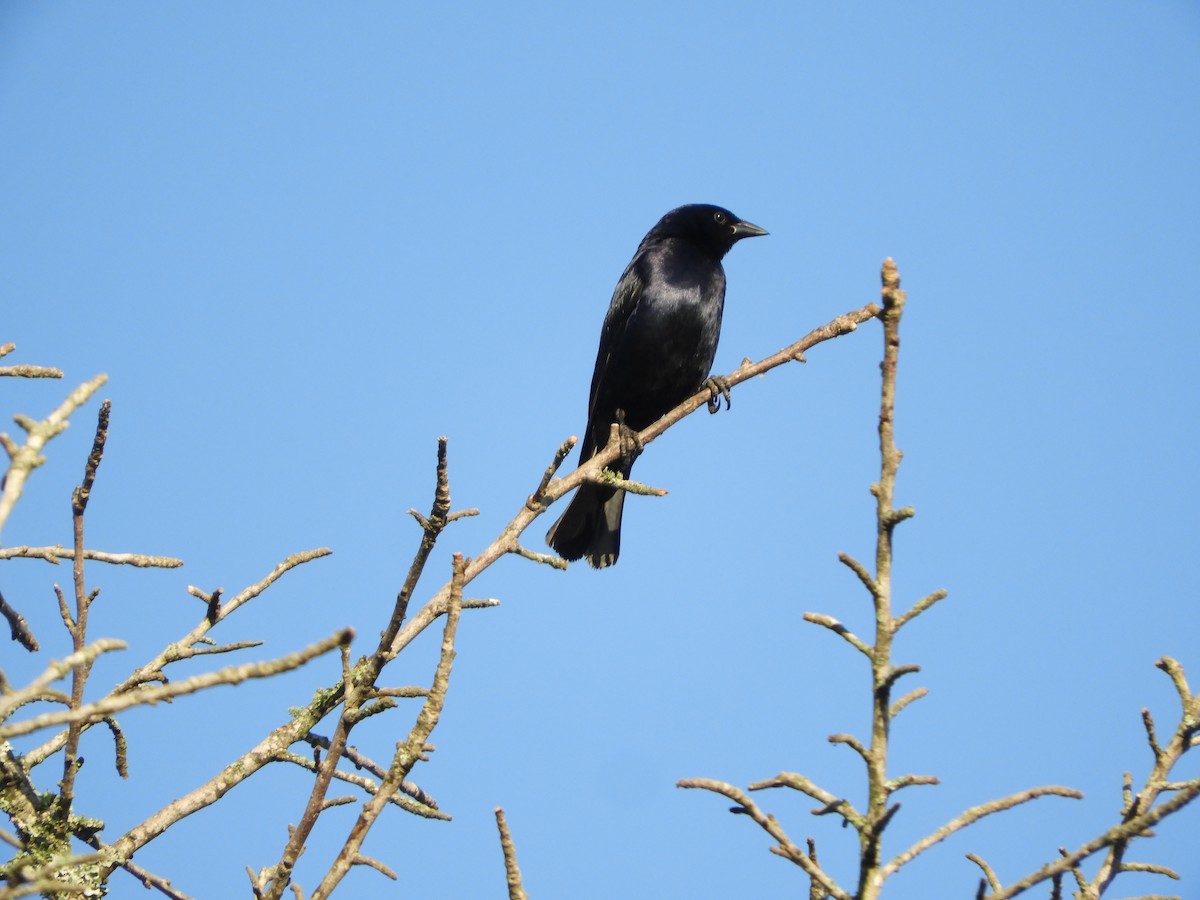 Shiny Cowbird - Silvia Enggist