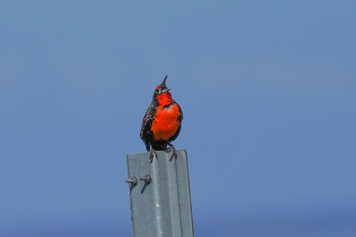 Long-tailed Meadowlark - ML510443851