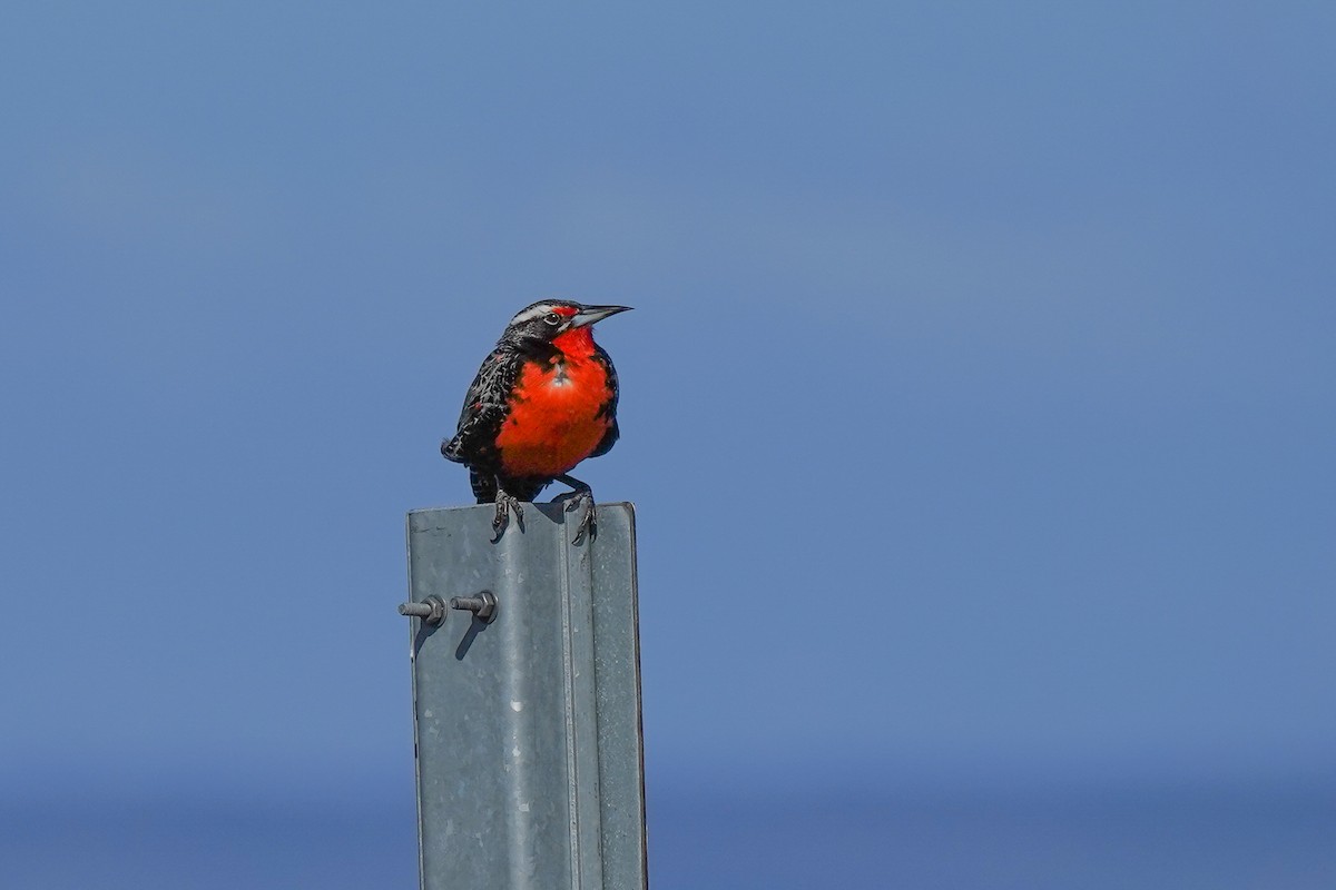 Long-tailed Meadowlark - ML510443861