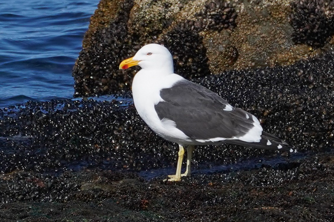 Kelp Gull (dominicanus) - ML510444561