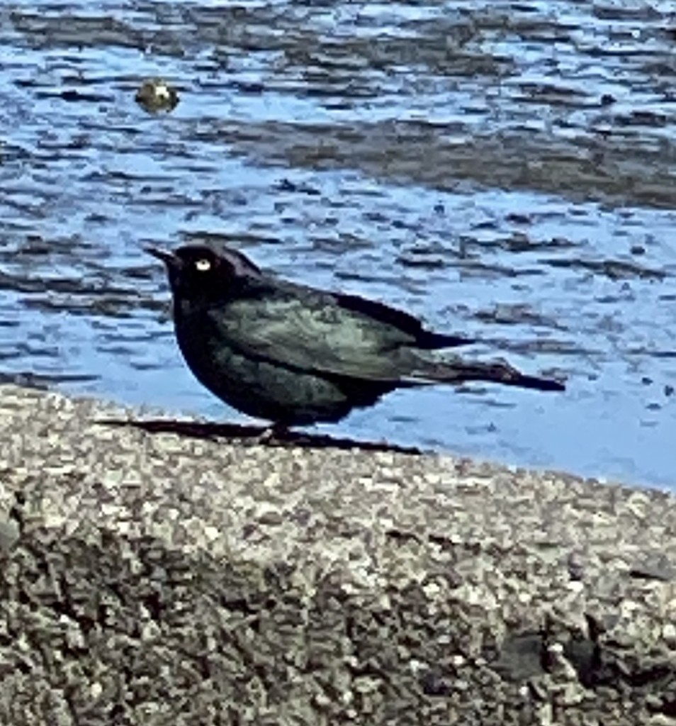 Brewer's Blackbird - ML510445841