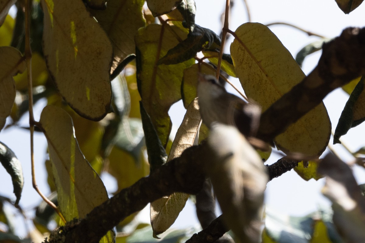 White-browed Crombec - Stephen Davies