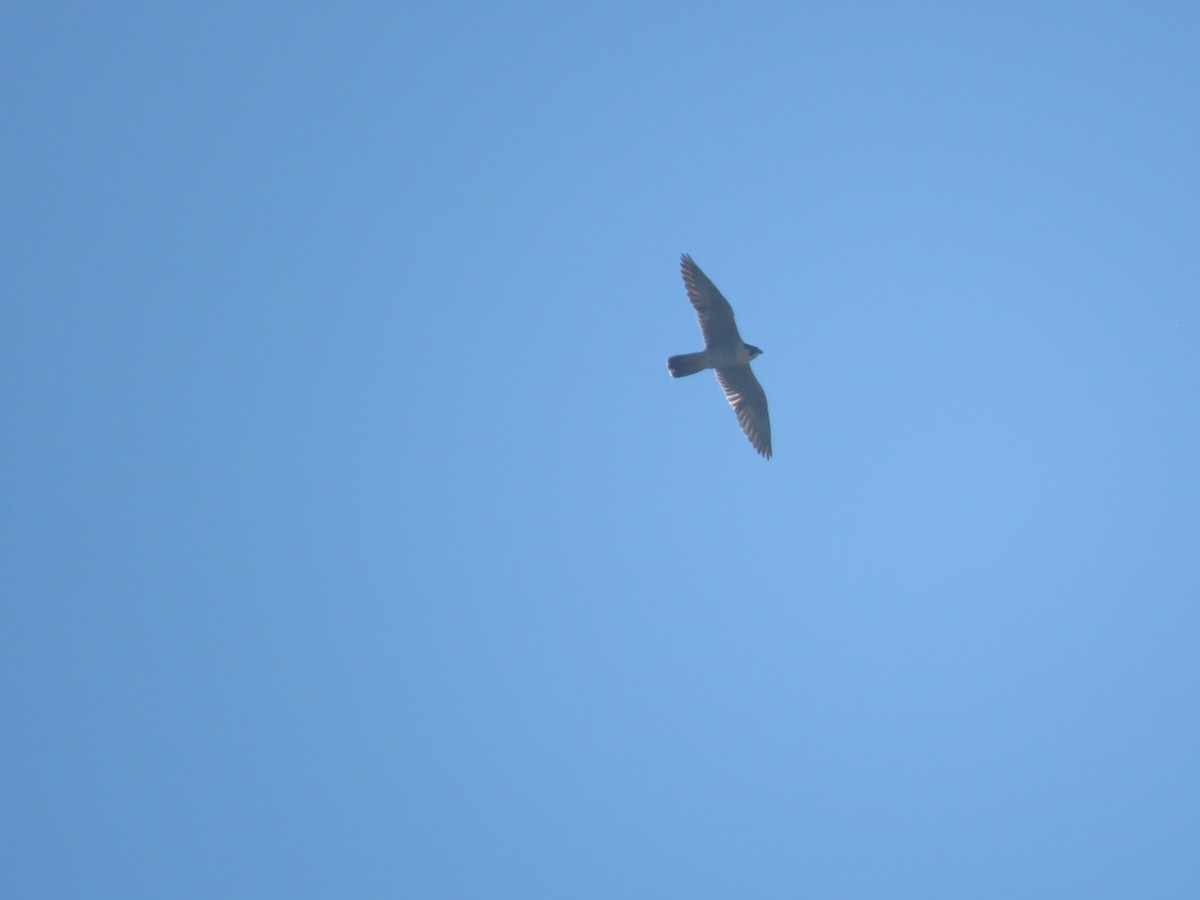 Peregrine Falcon - Robert Wood