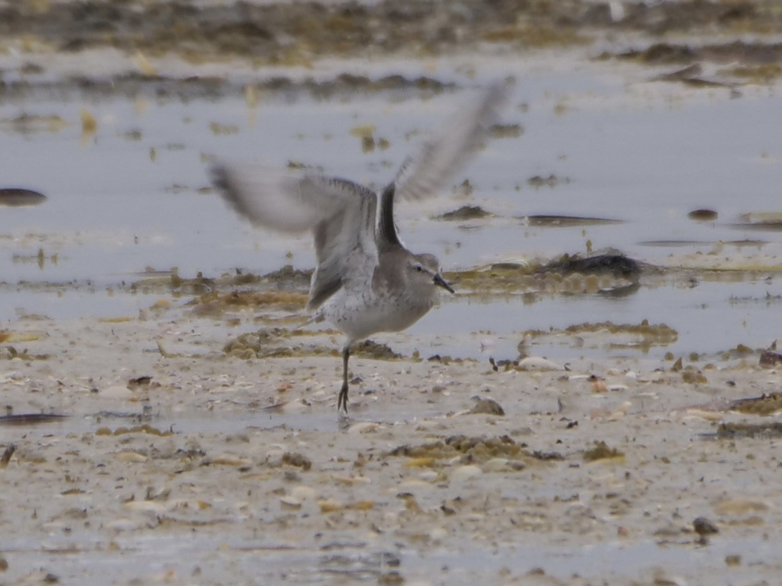 Red Knot - Keith Morris