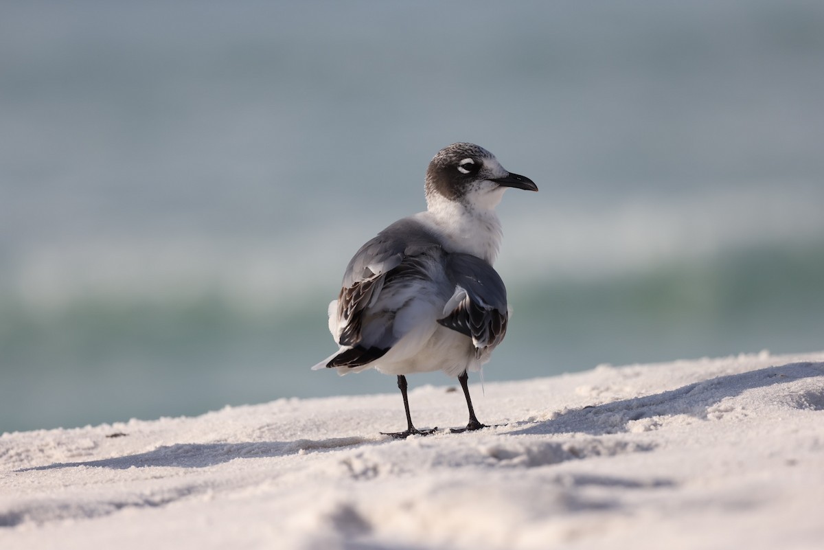 Franklin's Gull - ML510449731