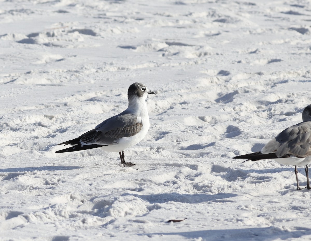 Franklin's Gull - ML510449741