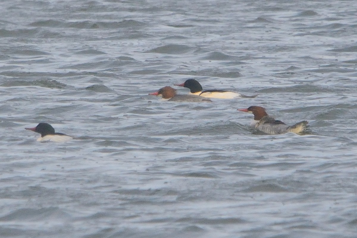 Common Merganser - ML510451741