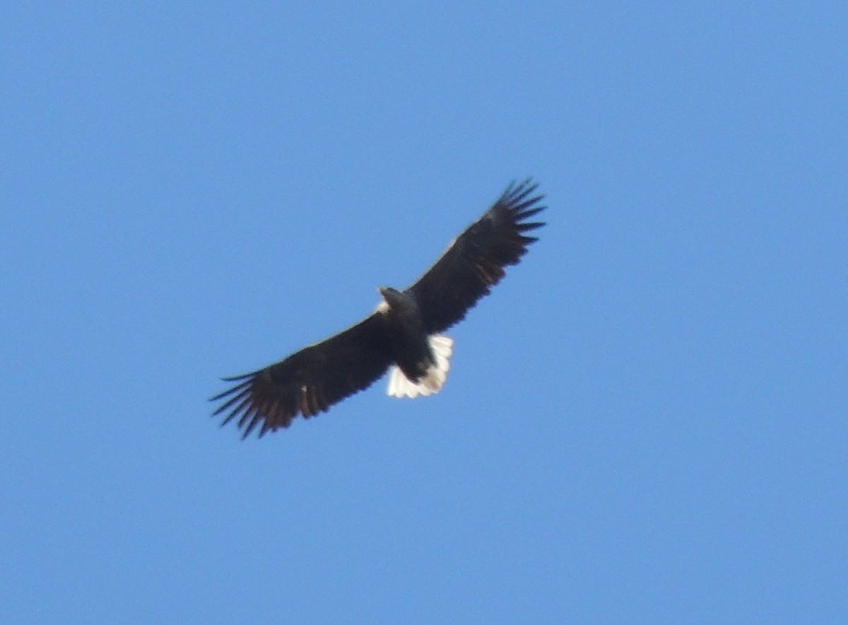 White-tailed Eagle - Mark Easterbrook