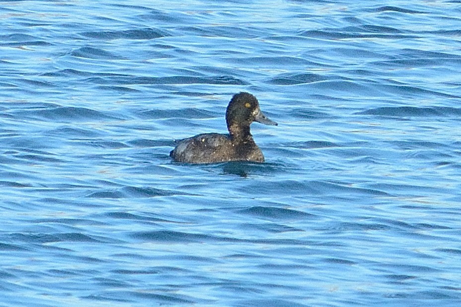 Lesser Scaup - ML510453661